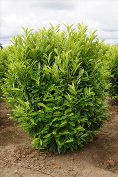 a bush with green leaves in the middle of a dirt field on a cloudy day