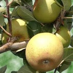 apples are growing on the branch of an apple tree, ready to be picked from the tree