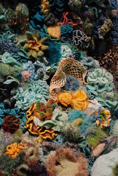 an assortment of colorful corals and other marine life