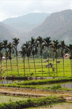 palm trees in the middle of a green field