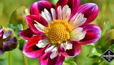 two purple and white flowers with green leaves