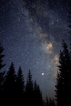 the night sky is filled with stars and trees