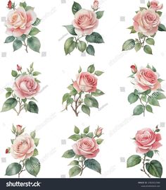 pink roses with green leaves and buds on white background, watercolor painting stock photo