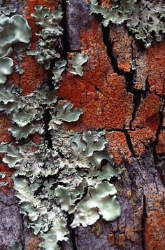 moss growing on the bark of a tree