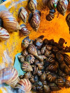 many snails are gathered together in a yellow bowl