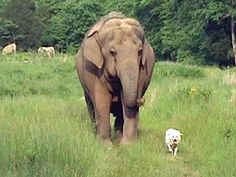 an elephant is walking in the grass with a dog