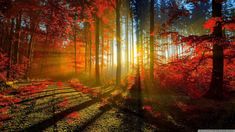 the sun is shining through the trees in the forest with red leaves and grass on the ground