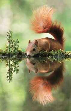 a squirrel is standing on the edge of a body of water with its reflection in it's surface