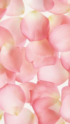 pink petals are arranged on a white background