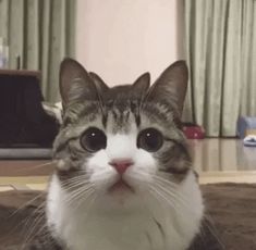 a cat is looking at the camera with big eyes