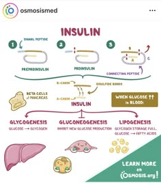 an info sheet with the words insilin and other things to know about it