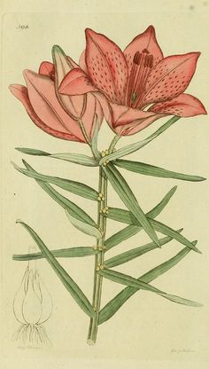 an illustration of pink flowers with green stems