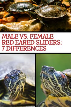 two pictures of red - eared sliders, one with the title male vs female