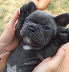 a small black dog being held by someone's hands in front of him on the grass