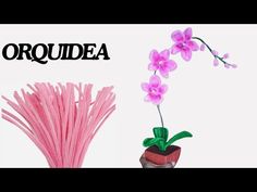 a pink flower in a pot next to an orchid plant with the word orodea written above it