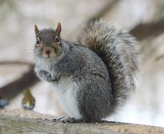 a squirrel is sitting on a tree branch