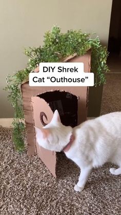 a white cat standing in front of a cardboard box with the caption diy shrk cat outhouse