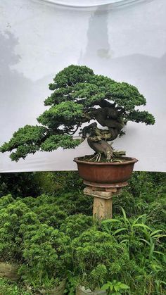 a bonsai tree in a pot on top of a pedestal with moss growing around it