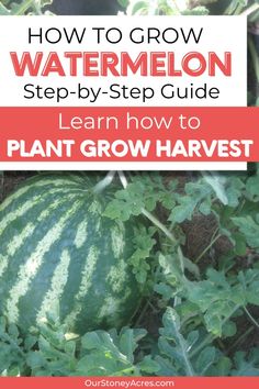 watermelon growing in the garden with text overlay how to grow watermelon step - by - step guide