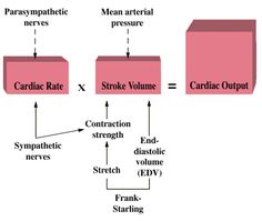 Cardiac Output, Biology College, Cardiac Cycle, Nursing Classes, Brain Book, Cardiac Disease, Exercise Physiology