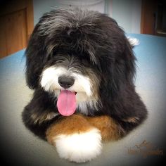 a black and white dog sitting on top of a table with its tongue hanging out