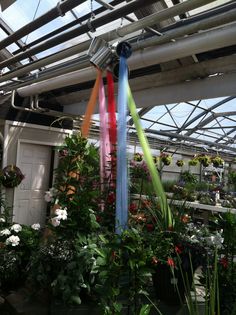 the inside of a greenhouse filled with lots of plants and hanging ribbons on the ceiling