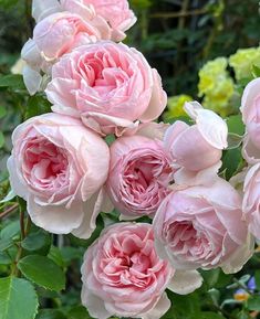 pink roses are blooming in the garden