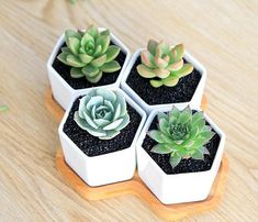 four small succulents in white pots on a wooden table