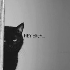 Hey bitch Pinterest Cute, Gatos Cool, Animal Captions, Laughing Funny, Funny Cat Compilation, Black Cat Art, A Black Cat, Cat Training, Cat Quotes