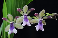 two purple and white orchids with green leaves in the backgrounnd on a black background