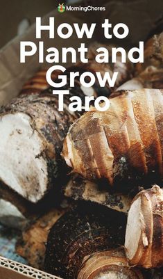 an image of how to plant and grow taro in the garden with text overlay