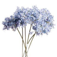 some blue flowers are in a glass vase