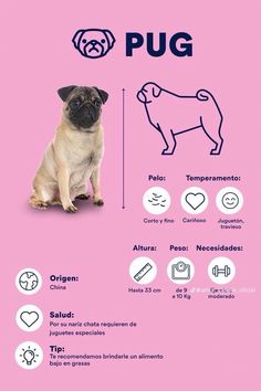 Pet Grooming Business, Mr Cat, Neko Cat, Dog Branding, A Pug