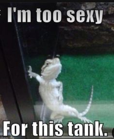 a white lizard standing on it's hind legs in front of a glass door