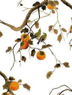 an orange tree with birds sitting on it's branches and fruit in the background