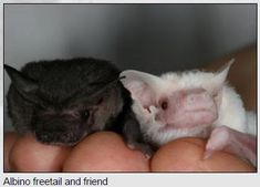 two small bats sitting on top of someone's hand next to each other in their palm