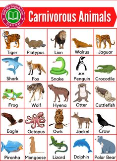 a poster with animals and their names on it's front cover, which includes an image of the words carnivorous animals