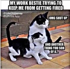 two black and white cats sitting on the ground with caption that reads, my work beste trying to keep me from getting fired