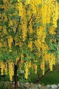 yellow flowers are blooming on the tree in front of some rocks and trees with green leaves