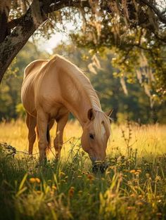 a horse grazing in the grass under a tree