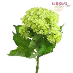 a close up of a green flower on a white background