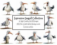 several different types of seagulls in various poses