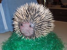 a porcupine sitting on top of green grass