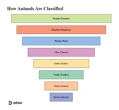 How Animals Are Classified | EdrawMax Editable Template Classification Of Organisms, Kingdom Phylum Class Order Family Genus Species, Characteristics And Classification Of Living Organisms Notes, Biological Classification Flow Chart, Biology Kingdoms Animal Classification, Animal Classification, Educational Wall Art, Class Notes, Beast Boy