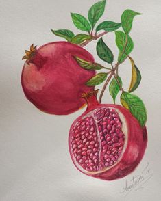 a drawing of two pomegranates on a branch