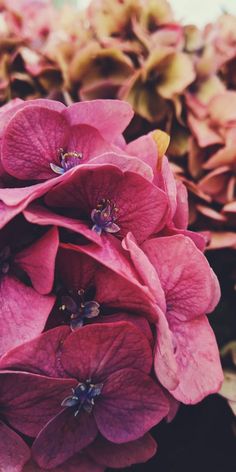 pink flowers with green leaves in the background