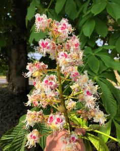 a plant with pink and white flowers in a pot next to a green leafy tree