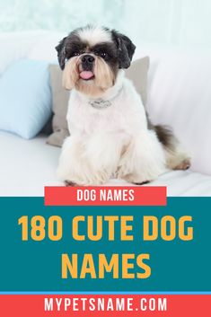 a dog sitting on top of a couch with the words, 108 cute dog names