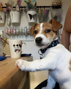 a small dog standing on its hind legs in front of a counter with cups and mugs