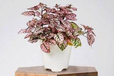 a potted plant sitting on top of a wooden block